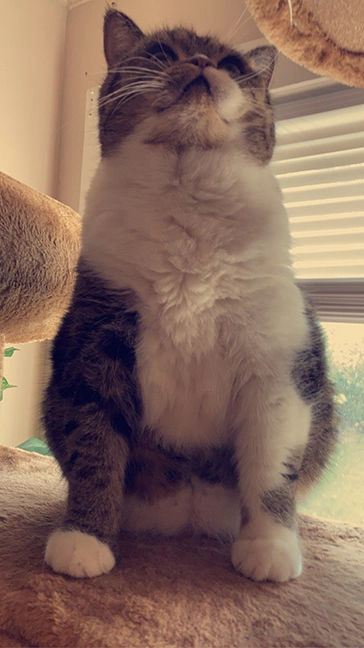 cat
